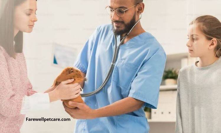 How to Help a Dying Guinea Pig in 7 Easy Ways | Farewell Pet Care