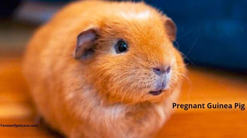 how to tell how far along your guinea pig is into pregnancy