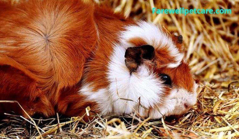 Is My Guinea Pig Dead or in Shock? (Best Ways to Differentiate ...