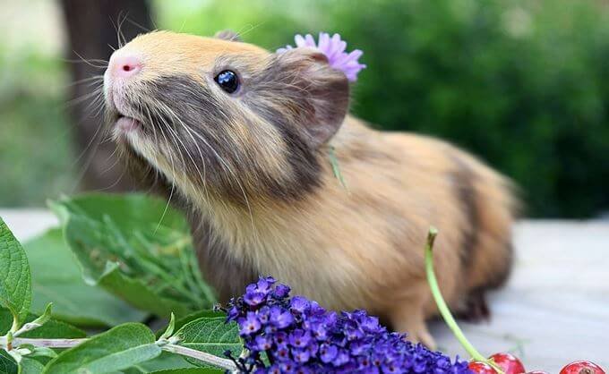 Guinea pig in shock