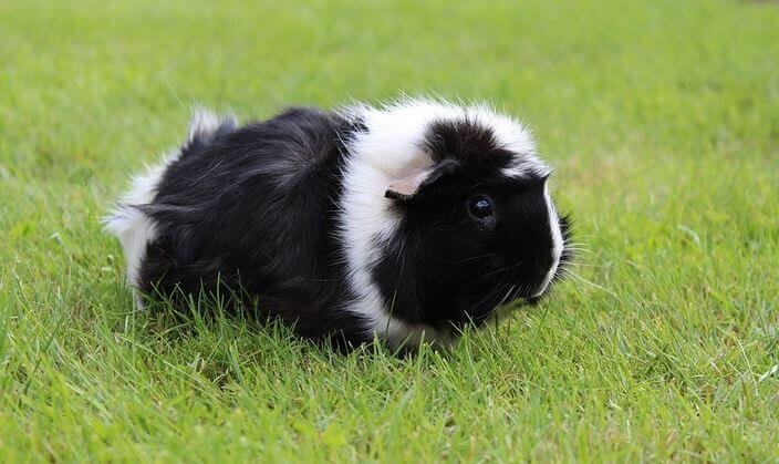 Is my guinea pig dead or in shock?