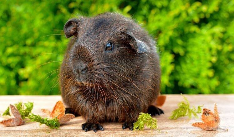 Is my guinea pig dead or in shock