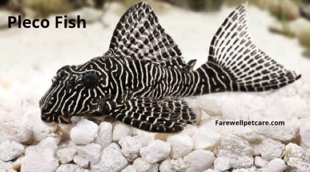 How Big Do Plecos Get? 6 Common Pleco Sizes by Age - Farewell Pet Care