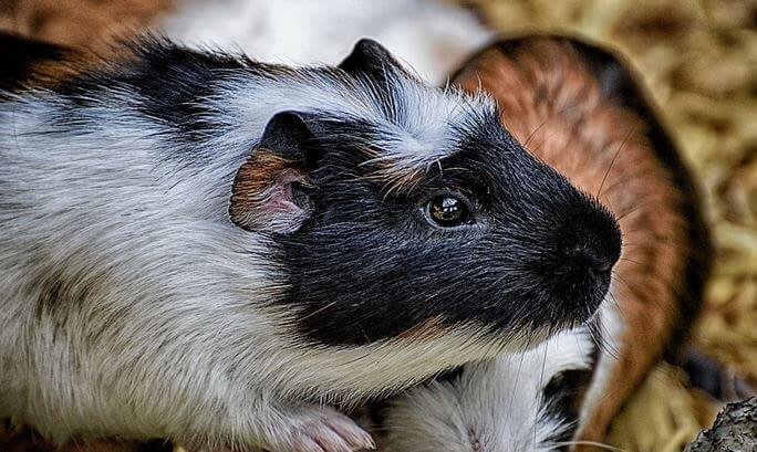 Guinea Pig Death Process: 5 Transitioning Stages | Farewell Pet Care