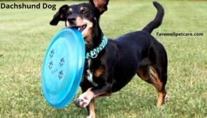 Are Dachshunds aggressive?