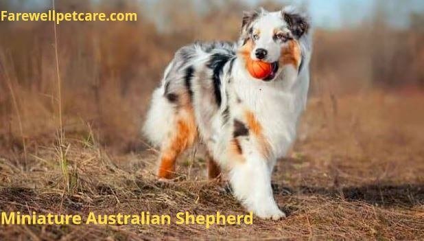 Debating the Mini American or Australian? An Ultimate Shepherd Guide ...