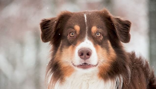 Australian shepherd dog