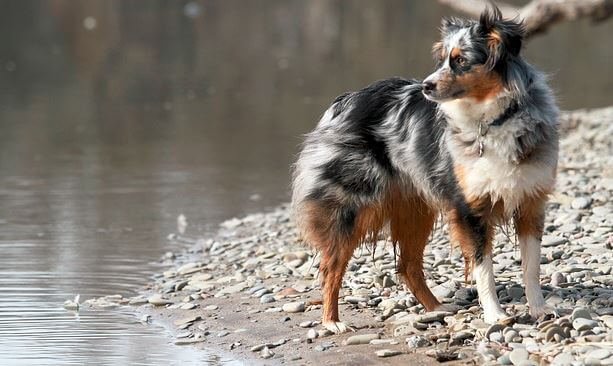 Australian shepherd behavior problems