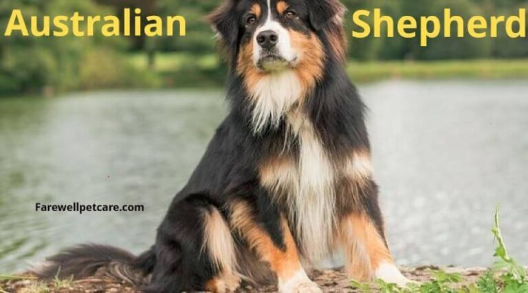 Australian Shepherd Behavior Problems: 4 Causes and How to Prevent Them ...