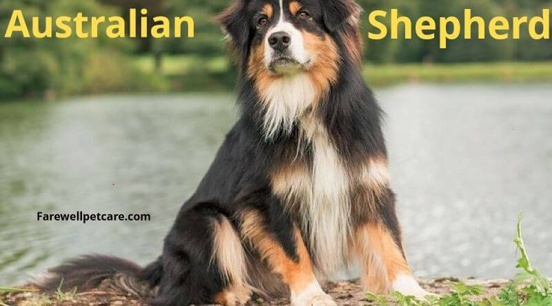 Australian shepherd behavior problems