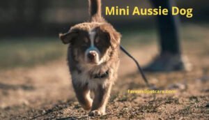 Mini Aussie pros and cons