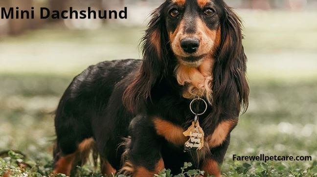 Miniature dachshund crying at night