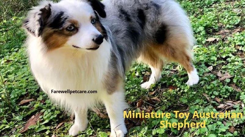 https://farewellpetcare.com/wp-content/uploads/2023/07/Miniature-toy-Australian-Shepherd.jpg