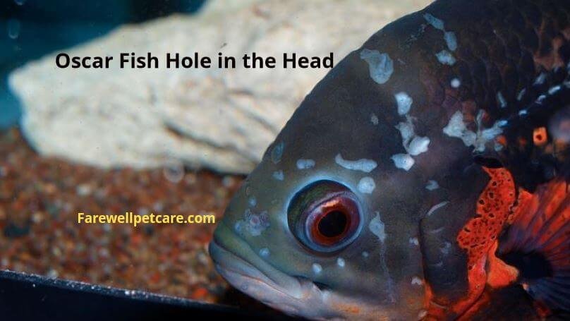 Oscar fish hole in the head