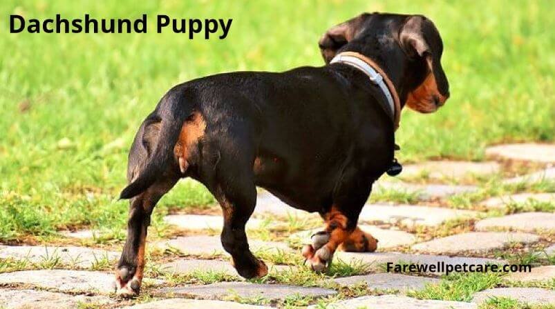 Are Dachshunds affectionate