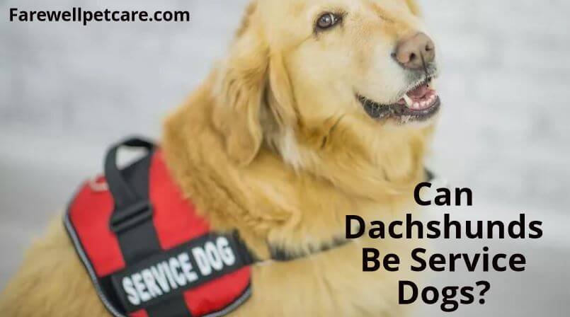 can dachshunds be service dogs
