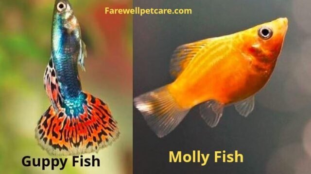 Have You Found Yourself Breeding Guppie Mollie Hybrids? 4 Easy Steps to ...