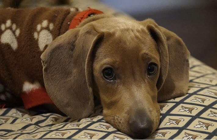why is my dachshund whining