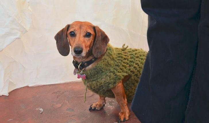 Dachshund dog