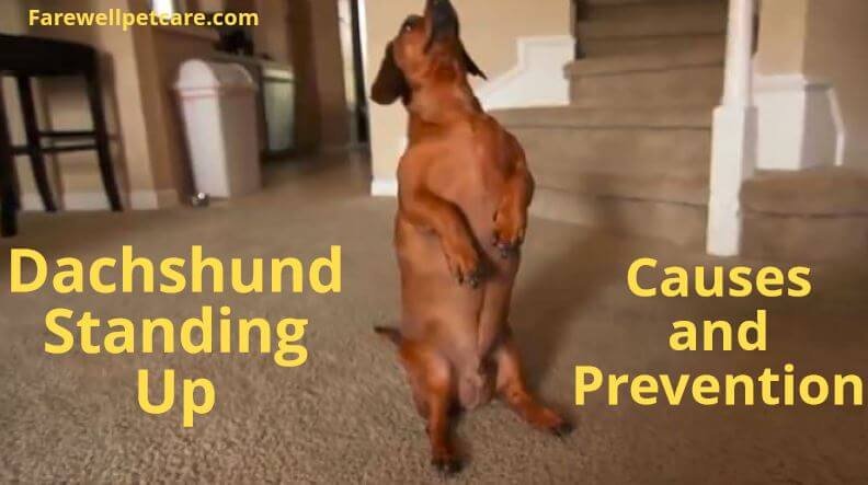 Dachshund standing up