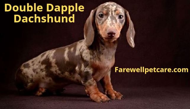 What Is a Dapple Dachshund? The Ultimate Guide | Farewell Pet Care