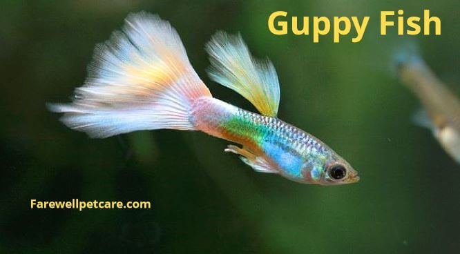 Have You Found Yourself Breeding Guppie Mollie Hybrids? 4 Easy Steps to ...