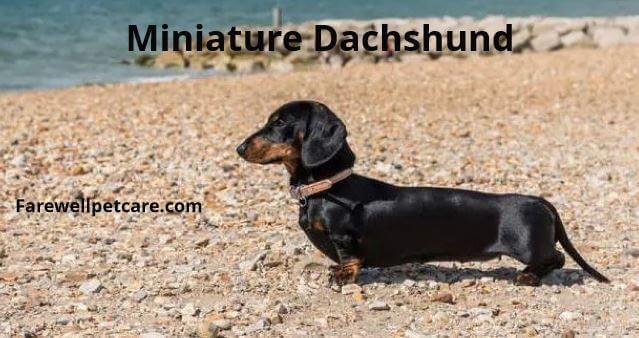 Want to Know About Your Miniature Dachshund Crying More at Night: 5 ...