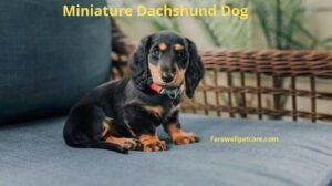 Miniature dachshund crying at night
