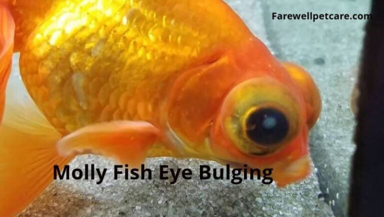 Molly Fish Eye Bulging: 3 Causes and Their Remedies | Farewell Pet Care