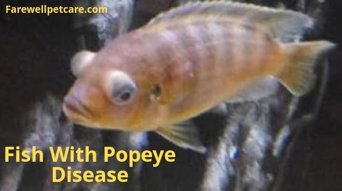 Popeye in Fish: 7 Main Causes and How to Treat - Farewell Pet Care