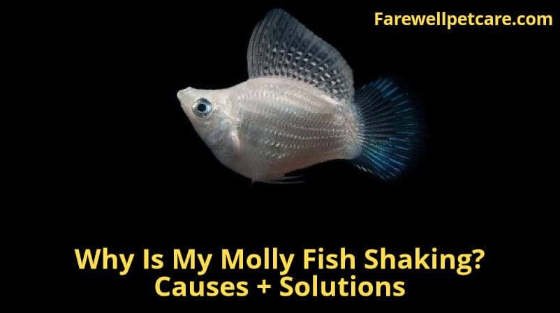 why is my molly fish shaking
