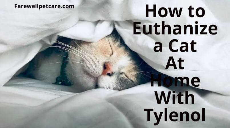 How to euthanize a cat at home with Tylenol