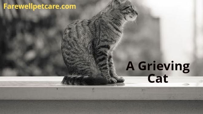 What happens to bonded cats when one dies