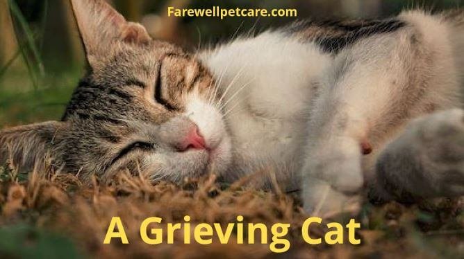 Grieving cat