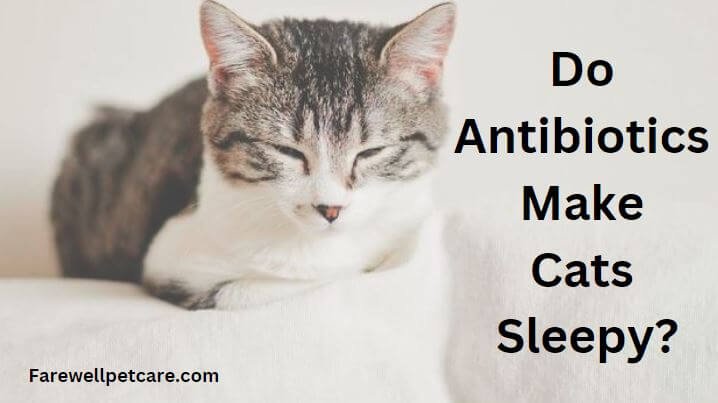 Can Antibiotics Make Cats Sick