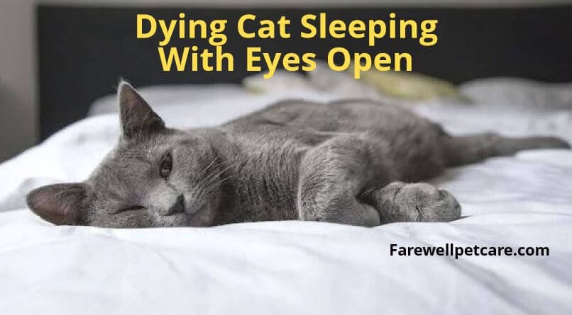 Dying cat sleeping with eyes open
