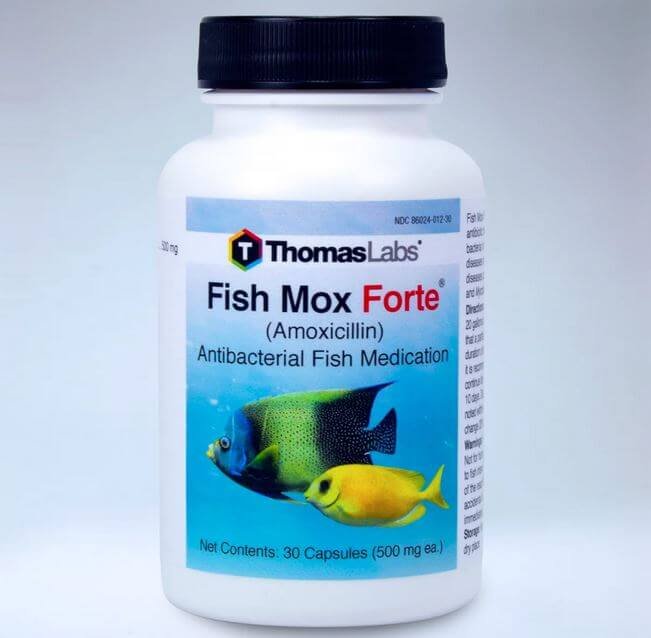 How to dilute fish Mox for cats