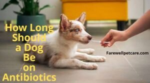 how long should a dog be on antibiotics