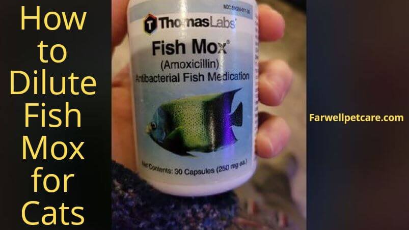 How to dilute fish Mox for cats