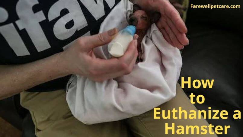 how to euthanize a hamster with over-the-counter drugs