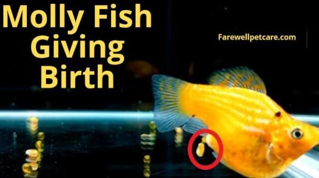 How Does a Molly Fish Get Pregnant? The Ultimate Guide - Farewell Pet Care