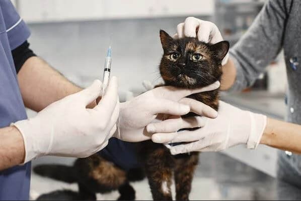 Administering Tylenol for cat euthanasia