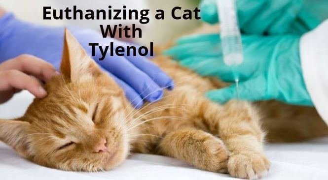 How to euthanize a cat at home with Tylenol