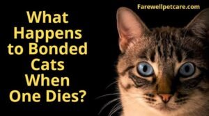 What happens to bonded cats when one dies