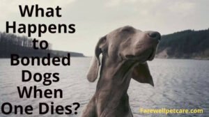 What happens to bonded dogs when one dies