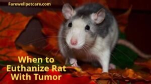 When to euthanize rat with tumor