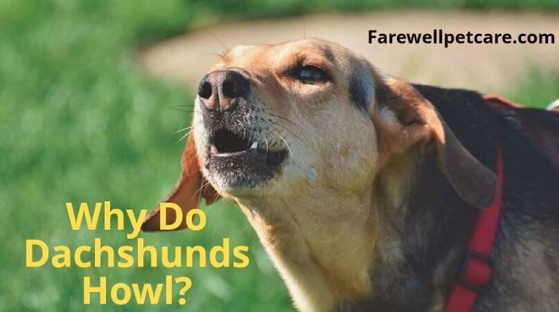 Why do Dachshunds howl?