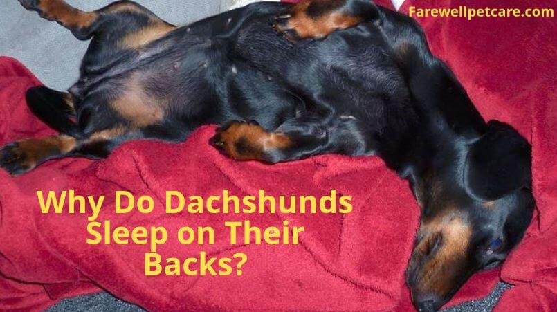 why-do-dachshunds-sleep-on-their-backs-4-main-causes-farewell-pet-care