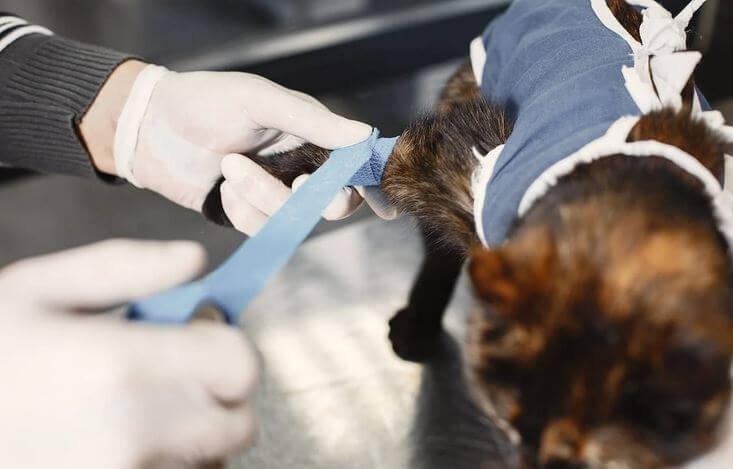 When to euthanize a cat with cancer