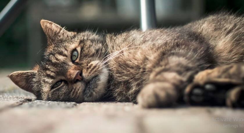 Sick cat on antibiotics